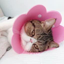 image-Sunflowers Anti Bite Healing Wound Pet Collar Cone Supplies
