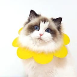 image-Sunflowers Anti Bite Healing Wound Pet Collar Cone Supplies