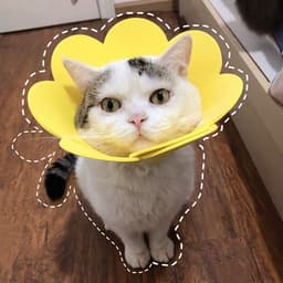 image-Sunflowers Anti Bite Healing Wound Pet Collar Cone Supplies