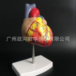 image-Natural Heart Anatomical Model - 1:1 Scale PVC