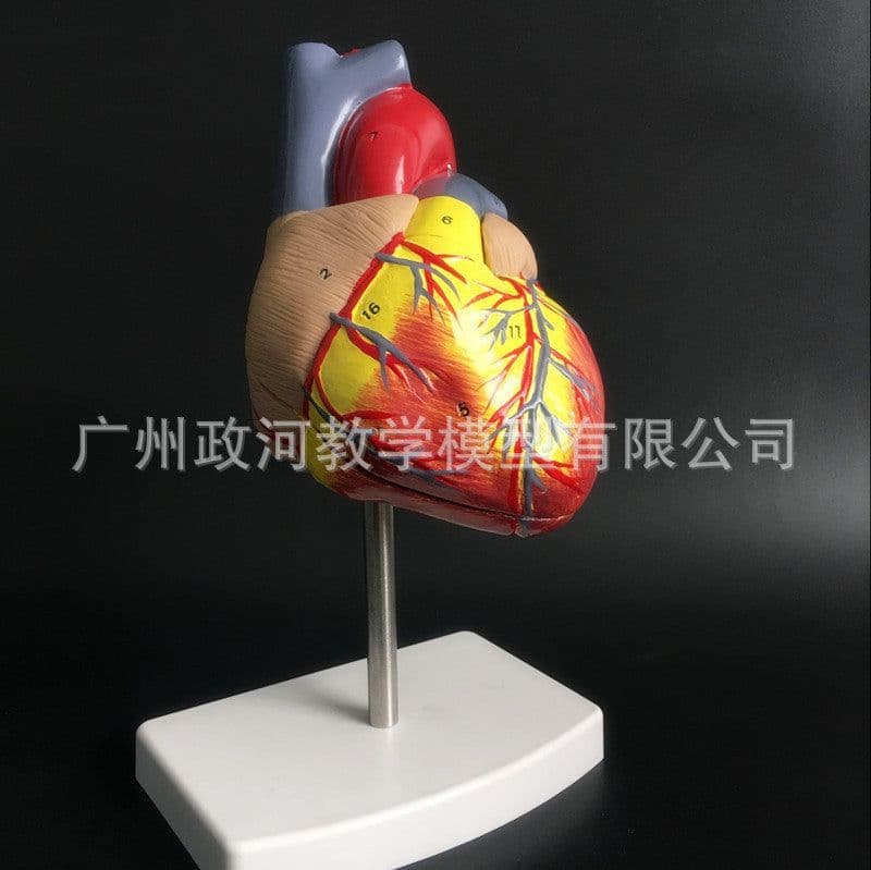 image-Natural Heart Anatomical Model - 1:1 Scale PVC