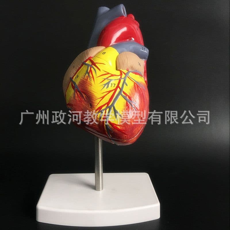 image-Natural Heart Anatomical Model - 1:1 Scale PVC