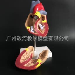 image-Natural Heart Anatomical Model - 1:1 Scale PVC