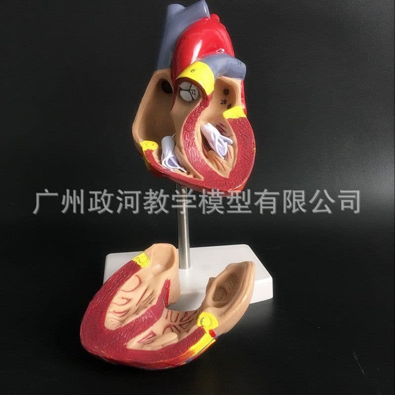 image-Natural Heart Anatomical Model - 1:1 Scale PVC
