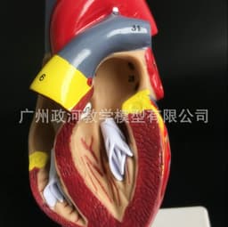 image-Natural Heart Anatomical Model - 1:1 Scale PVC