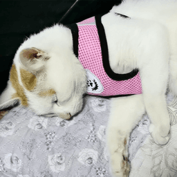 image-Cat Dog Pet Harness Adjustable Control Vest Dogs Reflective S M L XL