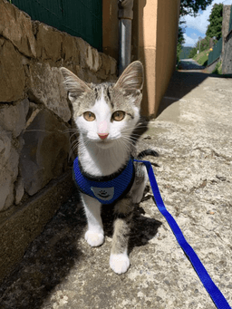 image-Cat Dog Pet Harness Adjustable Control Vest Dogs Reflective S M L XL