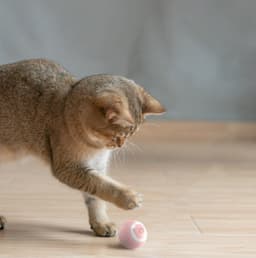 image-Automatic Moving Bouncing Rolling Ball Smart Cat Toy Ball Self-Moving Kitten Toy For Indoor Cat Kitten