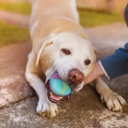 image-Solid Rubber Dog Balls for Dogs Virtually Indestructible Pet Dog Interactive Toy Training Chew Play Fetch Bite Toys