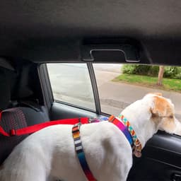 image-Pet Dog Cat Car Seat Belt Leash Adjustable Safety Harness Nylon