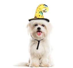 image-Pet Halloween Costume Cat Dog Two-Legged Holiday Clothes