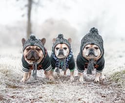 image-Dog Knitted Hat with Pom Pom - Windproof Winter Pet Headwear Gray L