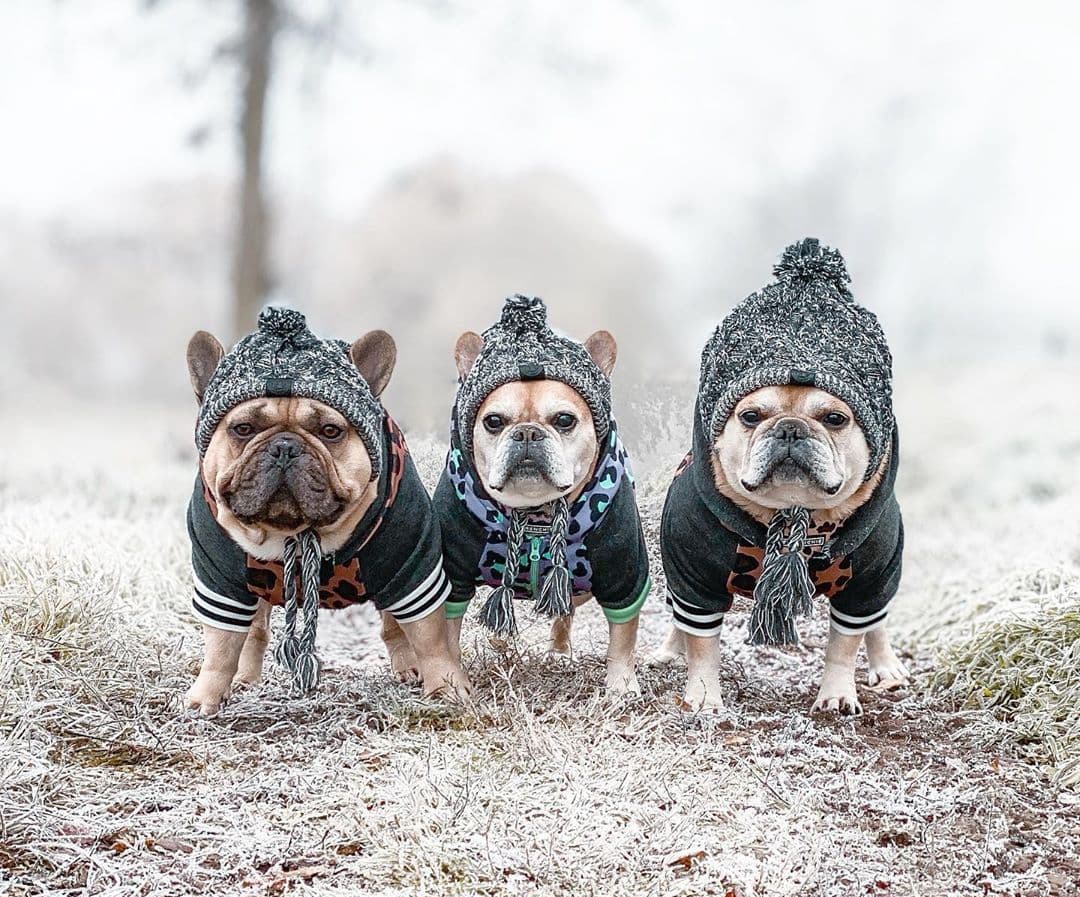 image-Dog Knitted Hat with Pom Pom - Windproof Winter Pet Headwear Gray L