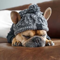 image-Dog Knitted Hat with Pom Pom - Windproof Winter Pet Headwear Gray L