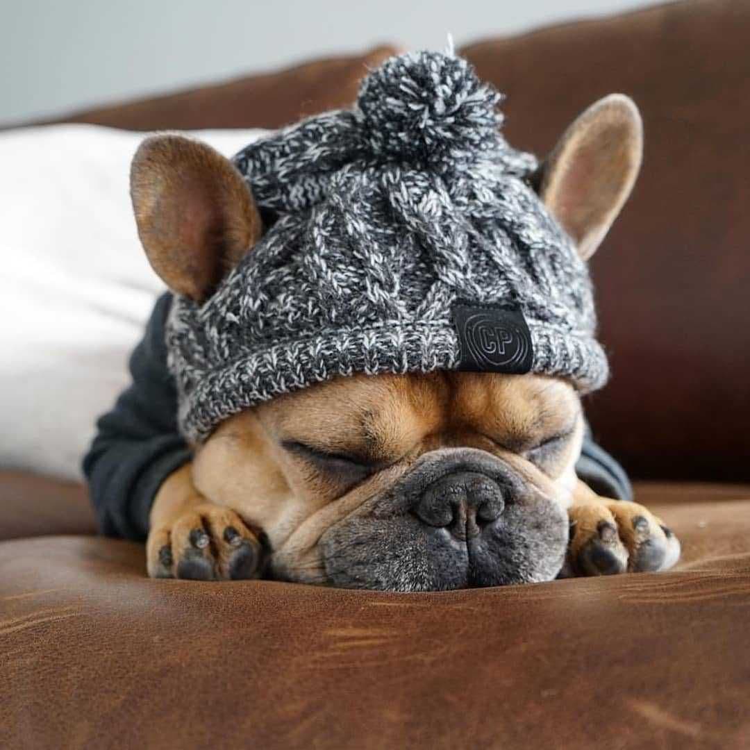 image-Dog Knitted Hat with Pom Pom - Windproof Winter Pet Headwear Gray L