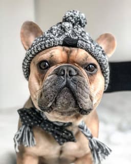 image-Dog Knitted Hat with Pom Pom - Windproof Winter Pet Headwear Gray L