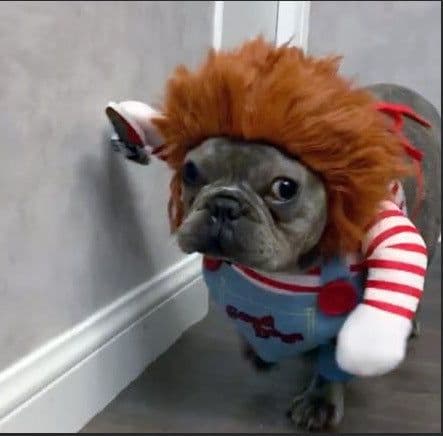 image-Pet Dog Dress Costume Red Cotton XL Skirt