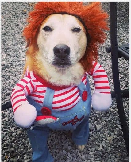 image-Pet Dog Dress Costume Red Cotton XL Skirt