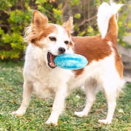 image-2-in-1 Freezable Pet Chew Toy Glubiz InnovaGoods