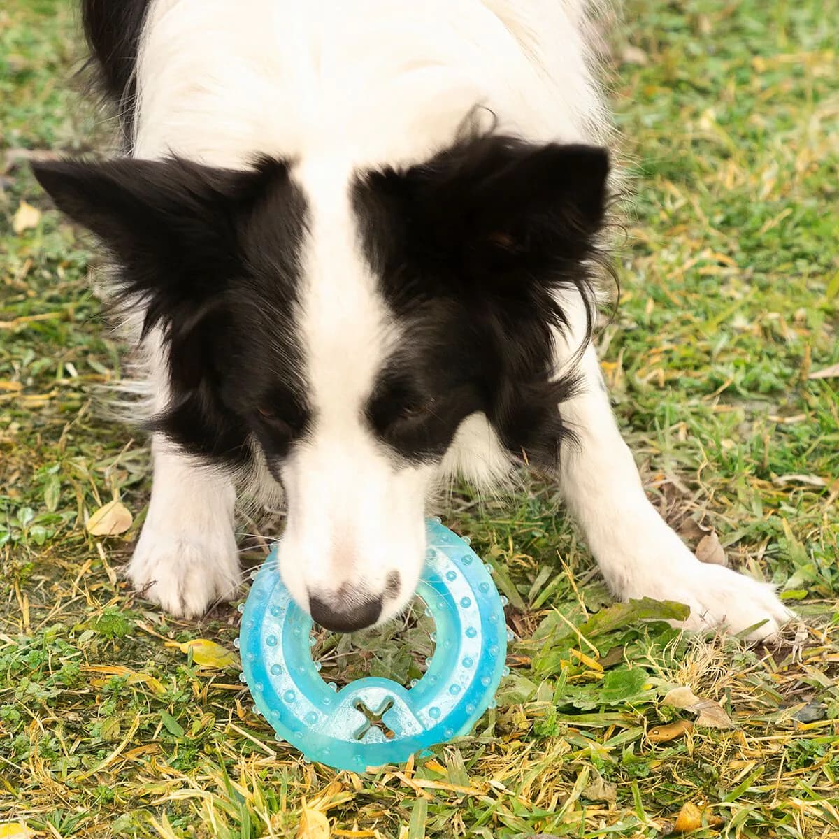 image-2-in-1 Freezable Pet Chew Toy Glubiz InnovaGoods