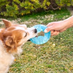 image-2-in-1 Freezable Pet Chew Toy Glubiz InnovaGoods