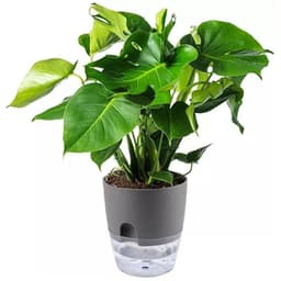 image-Indoor Self-Watering Transparent Double-Layer Flower Pot A7