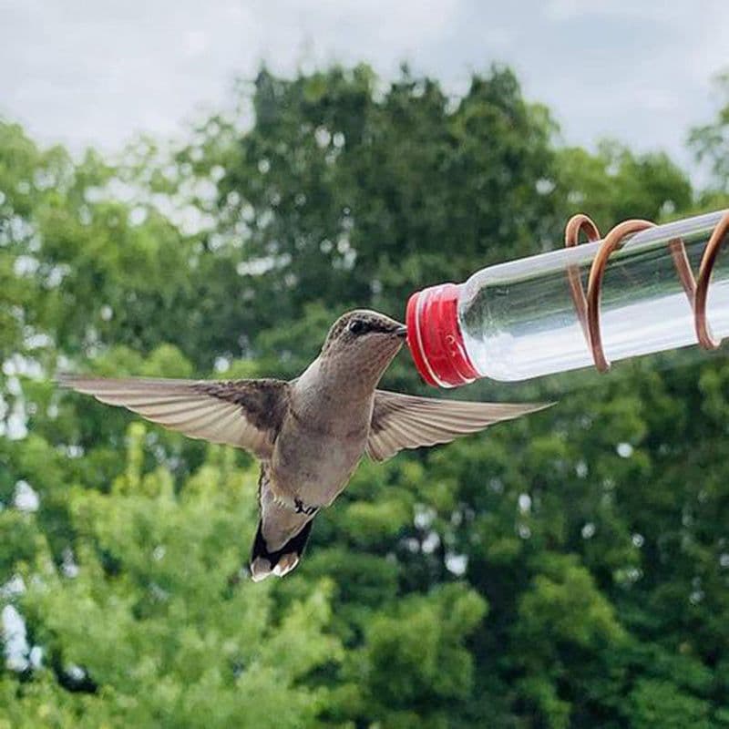 image-Garden Bird Feeder Supplies Hummingbird Feeder Drinker Suction Cup Easy To Clean Deck Garden Decor Bird Feeders for Wild Birds
