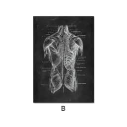 image-Canvas Painting Of Human Anatomy Skeleton Organ System