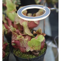 image-Full-spectrum LED Imitating Sun Coloring Plant Succulent Fill Light Lamp