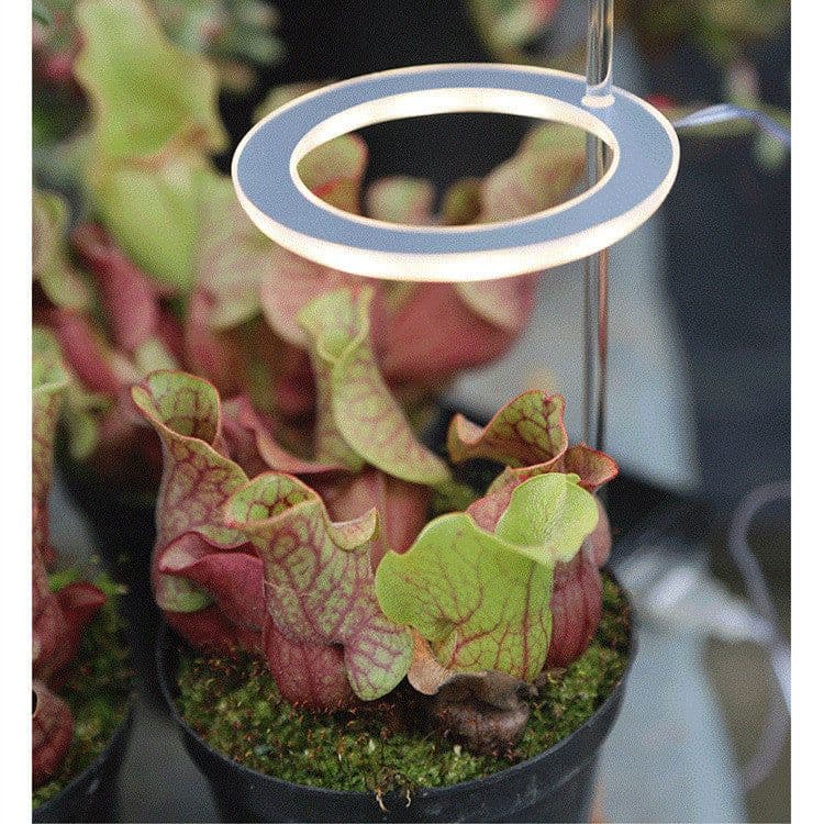 image-Full-spectrum LED Imitating Sun Coloring Plant Succulent Fill Light Lamp