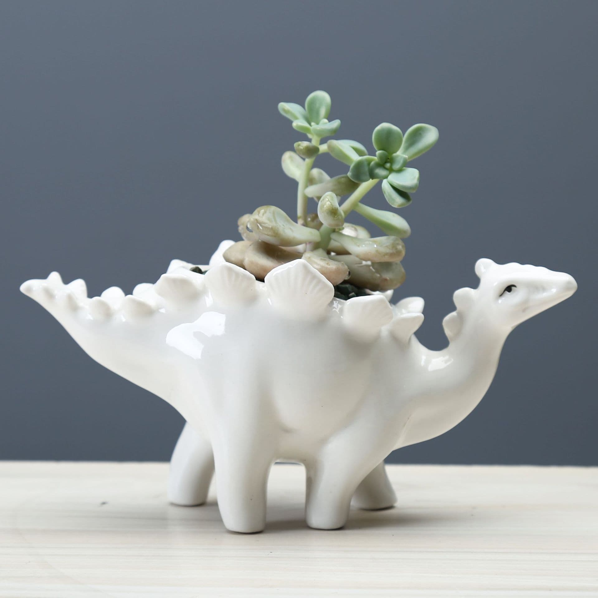 image-Dinosaur Succulent Flower Pot Home Gardening Indoor Ceramic Flower Pot