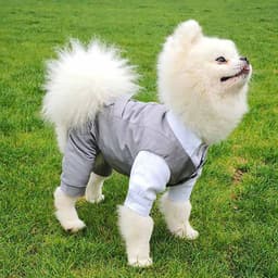 image-Dog Gentleman Wedding Suit Clothing Dog Tuxedo Suit Wedding Party Clothes For Small Dogs Formal Puppy Pet Coat Jacket Outfits
