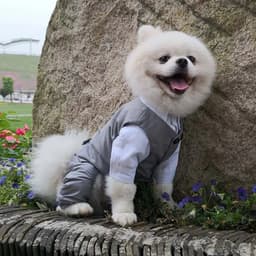 image-Dog Gentleman Wedding Suit Clothing Dog Tuxedo Suit Wedding Party Clothes For Small Dogs Formal Puppy Pet Coat Jacket Outfits