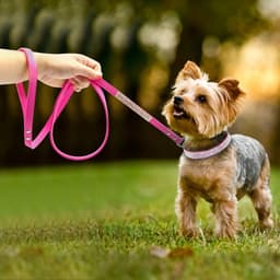 image-Bling Rhinestone Dog Cat Collars Leather Pet Puppy Kitten Collar Walk Leash Lead For Small Medium Dogs Cats Chihuahua Pug Yorkie