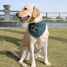 image-Dog Cat Bandana Plaid Adjustable Scarf Washable Collar for Cats Puppy Pet Accessories for Small Medium Large Dog Supplies