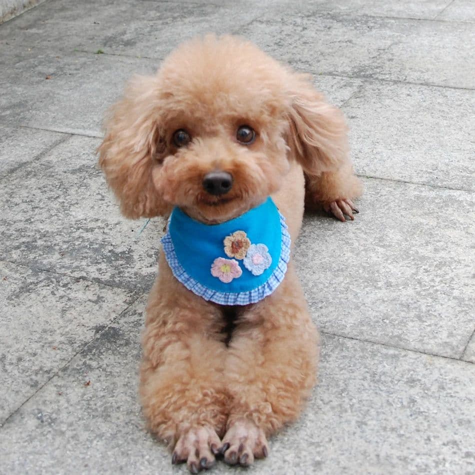 image-Dog Cat Bandana Plaid Adjustable Scarf Washable Collar for Cats Puppy Pet Accessories for Small Medium Large Dog Supplies
