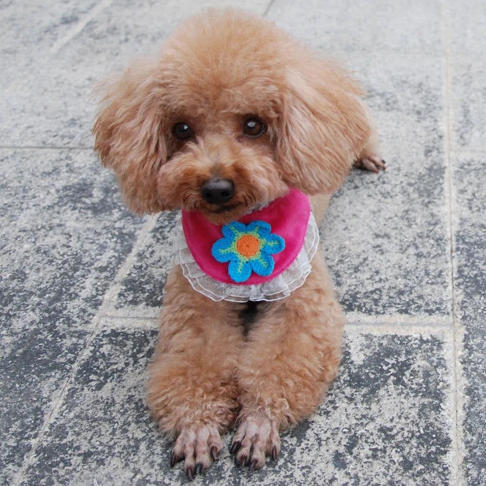 image-Dog Cat Bandana Plaid Adjustable Scarf Washable Collar for Cats Puppy Pet Accessories for Small Medium Large Dog Supplies