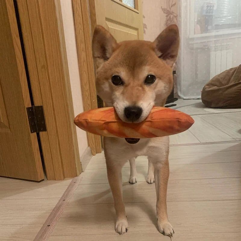 image-Bone Beef Shape Pet Dog Squeaker Toys for Dogs Chew Puppy Cat Toy Pets Accessories Interesting Zabawki Dla Psa Kedi Malzemeleri