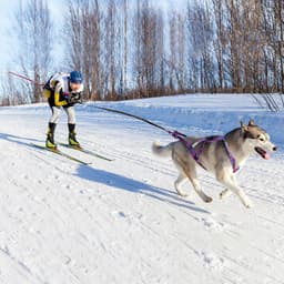image-Dog Sled Harness Reflective Dog Weight Pulling Harnesses Adjustable Pet Training Sleding Harness For Medium Large Dogs Skijoring
