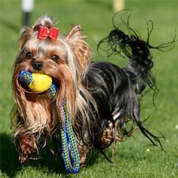 image-1pc Teeth Indestructible Bite Rubber Puppy Funny Training Ball Chew Toys Play Fetch Solid with Carrier Rope Pet Dog Toy