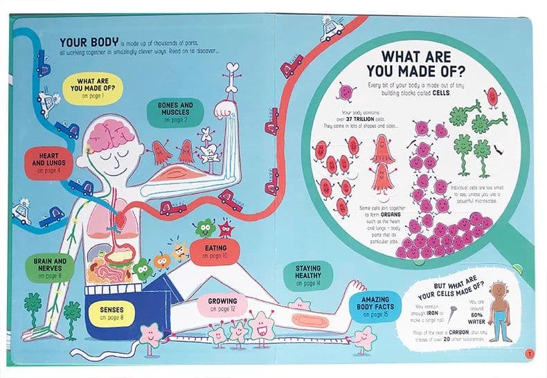 image-Lift-the-Flap How Your Body Works Education English Picture Book Extracurricular Reading Science Knowledge Learning Toys