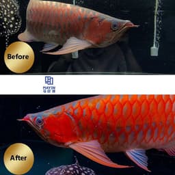 image-52CM MAYIN light for aquarium Waterproof Arowana LED lamp fish tank Light tube Aquatic lamp