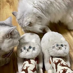 image-Cute Cat Hug Plush Cotton Slippers