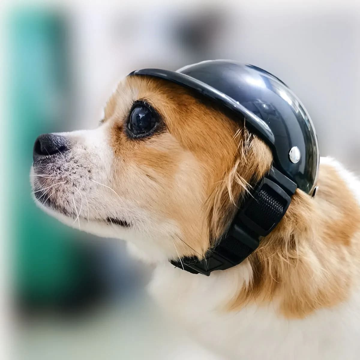 image-Pet Helmet New Motorcycle Helmet Dog Cat Accessories