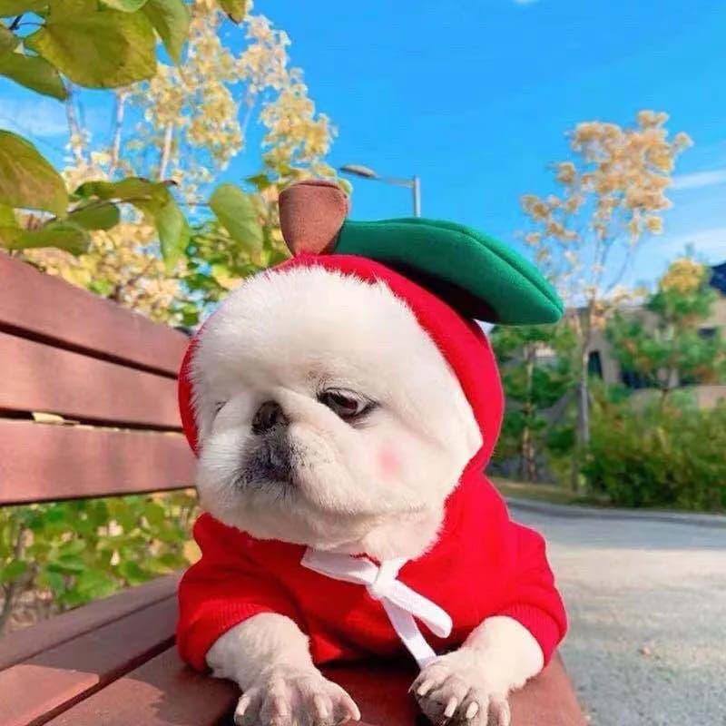 image-Pet Hoodie for Small to Medium Dogs and Cats - 2XL