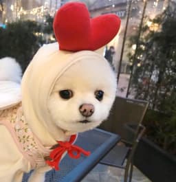 image-Pet Hoodie for Small to Medium Dogs and Cats - 2XL