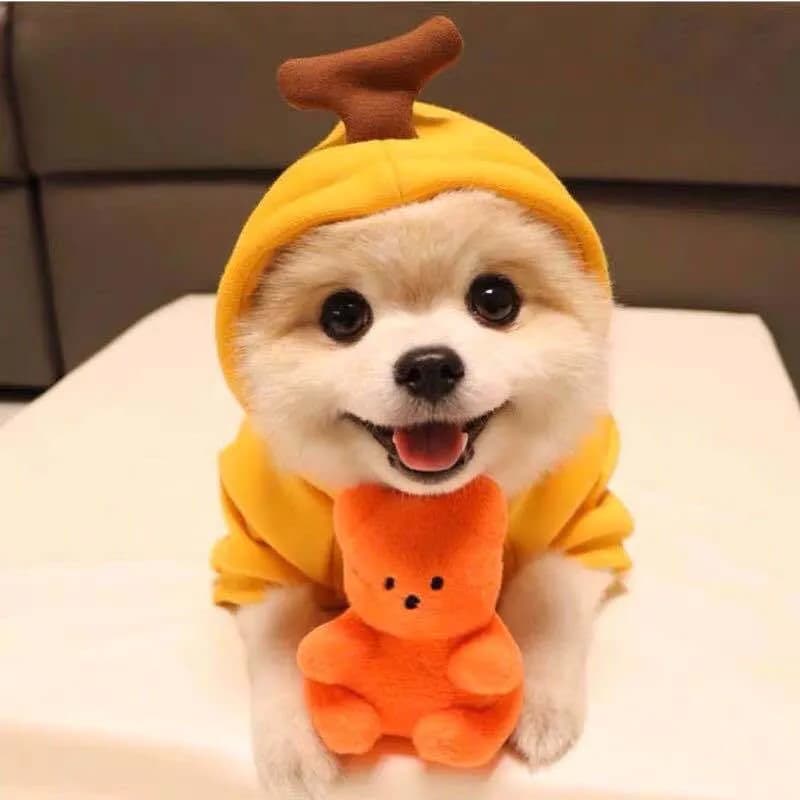 image-Pet Hoodie for Small to Medium Dogs and Cats - 2XL