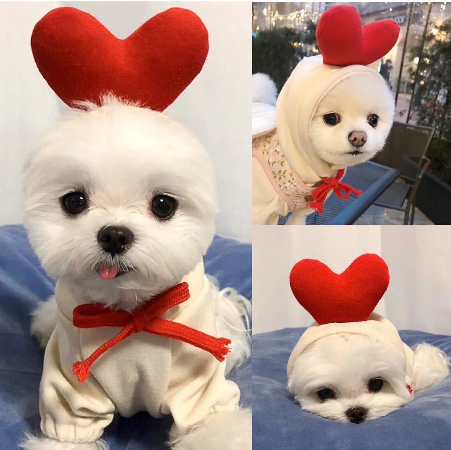 image-Pet Hoodie for Small to Medium Dogs and Cats - 2XL