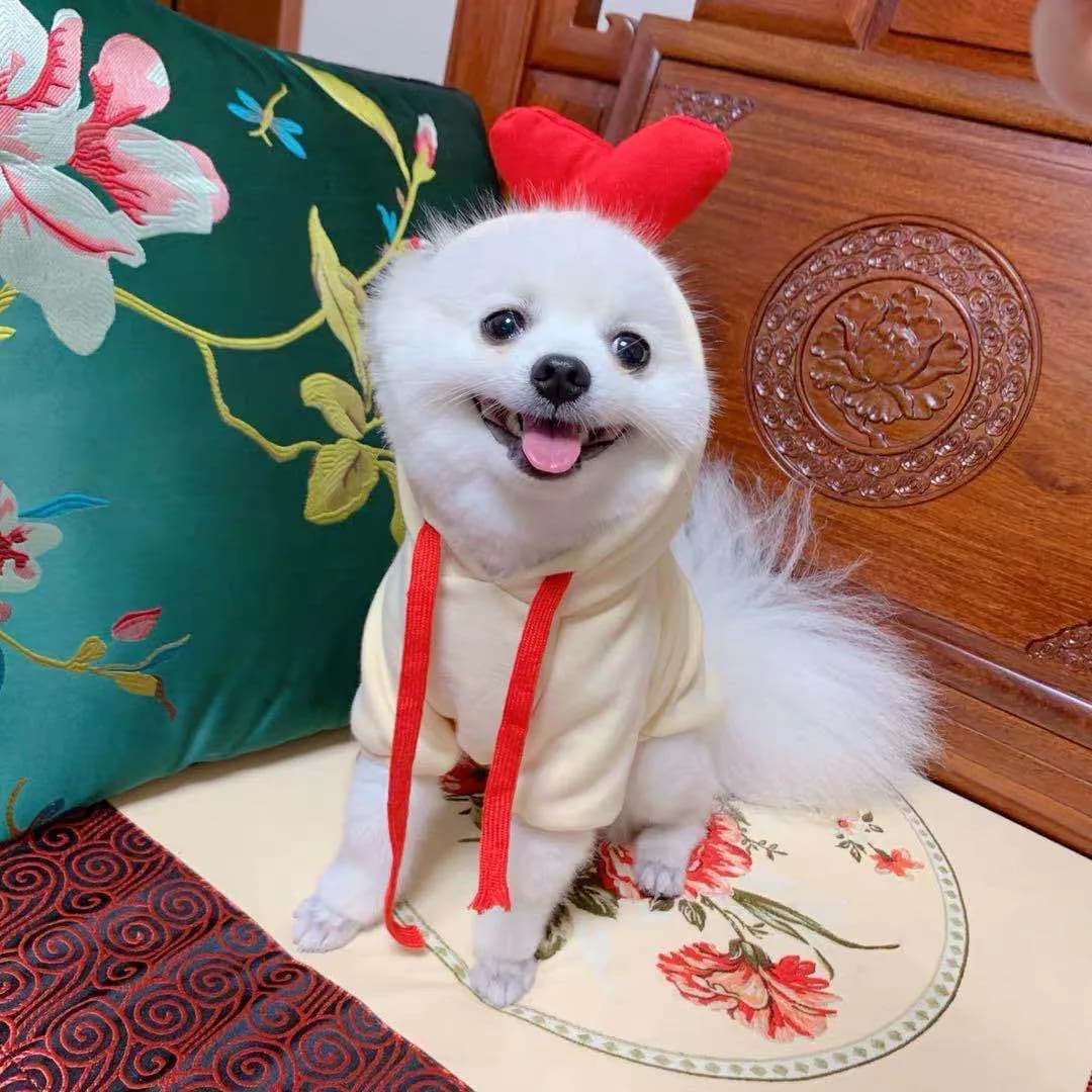 image-Pet Hoodie for Small to Medium Dogs and Cats - 2XL