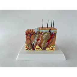 image-Human Skin and Hair Structure Enlarge Model Skin Layer Structure Model skin structure anatomy cosmetic training